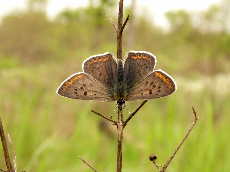 Lycaena tityrus M e F